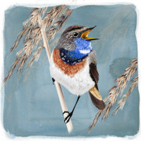 Blauwborst Art Print