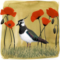 Northern Lapwing Art Print