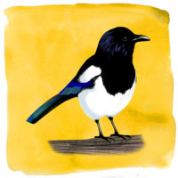 Ekster in geel Art Print