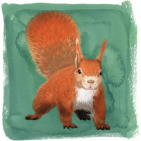 Rode Eekhoorn Art Print