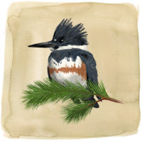 Bandijsvogel Art Print