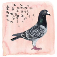 Postduif Art Print