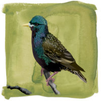 Spreeuw Art Print