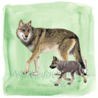 Wolf moeder met puppy Art Print