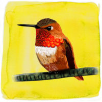 Hummingbird Art Print
