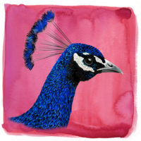 Pauw Art Print