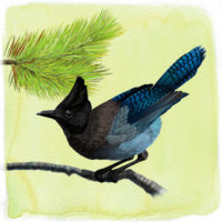 Stellers Gaai Art Print