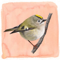 Goldcrest B Art Print
